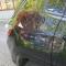 preview Jeep Compass #4