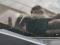 preview Volkswagen Polo #1